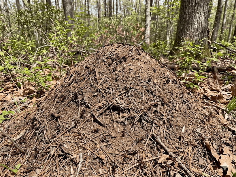 Allegheny Mound Ant